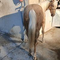 Castrone plomino 2023