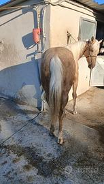 Castrone plomino 2023