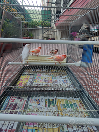 Arlecchini portoghesi maschio