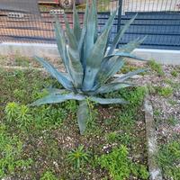 Pianta