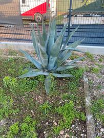 Pianta