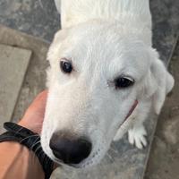 Labrador CUCCIOLONI ADOZIONE