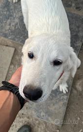 Labrador CUCCIOLONI ADOZIONE