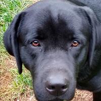 Labrador maschio disponibile per accoppiamento