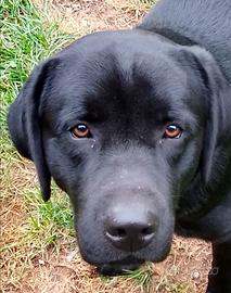 Labrador maschio disponibile per accoppiamento
