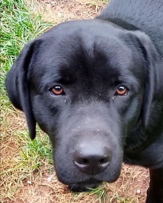 Labrador maschio disponibile per accoppiamento