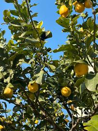 Alberello di limone