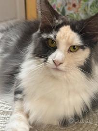 Maine coon adulta