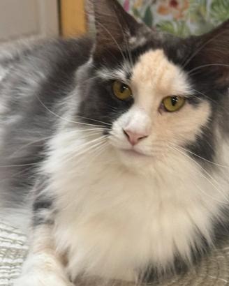Maine coon adulta
