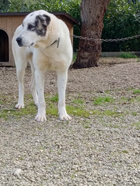 Pastore dell Asia centrale