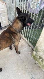 Pastori belga malinois con pedigree