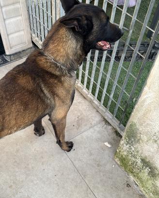 Pastori belga malinois con pedigree