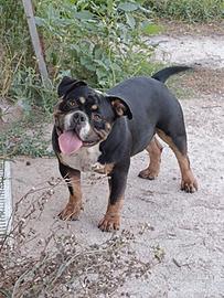 American bully
