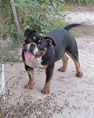American bully
