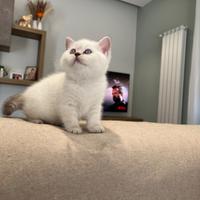 British shorthair