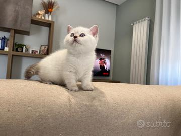 British shorthair