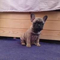 Cuccioli di Bulldog francese