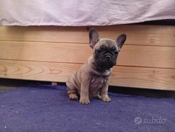 Cuccioli di Bulldog francese