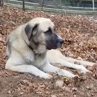 Pastore Asia centrale