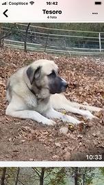 Pastore Asia centrale