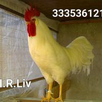 Livornese gallina più famosa al mondo