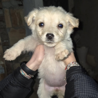 Cuccioli di cane