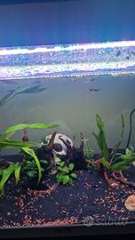 neocaridine per acquario simone