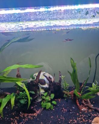 neocaridine per acquario simone