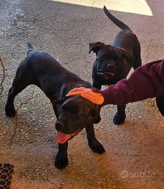 Cane corso