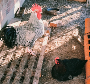 Gallo e gallina