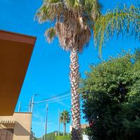 palma alta circa 10 metri 