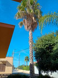 palma alta circa 10 metri 