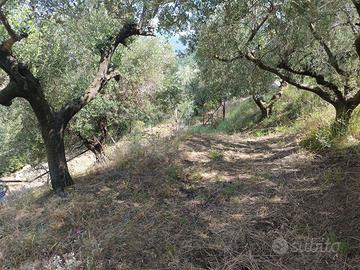 Terreno Agricolo Castel San Giorgio