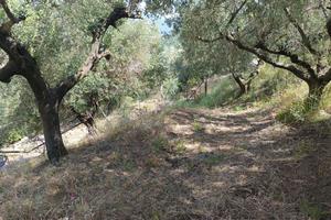 Terreno Agricolo Castel San Giorgio
