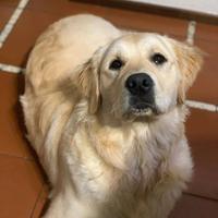 Accoppiamento Golden -Retriever
