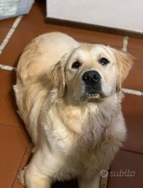 Accoppiamento Golden -Retriever