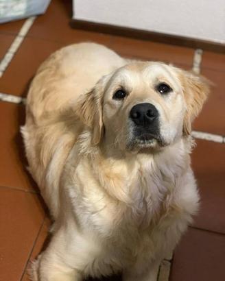 Accoppiamento Golden -Retriever