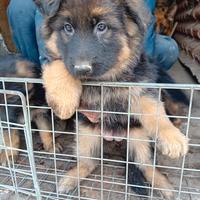Cuccioli di pastore tedesco