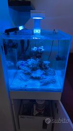 13 kg rocce e detrivori acquario marino