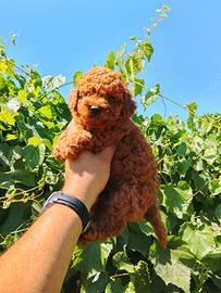 Cuccioli di barboncino Toy Red 