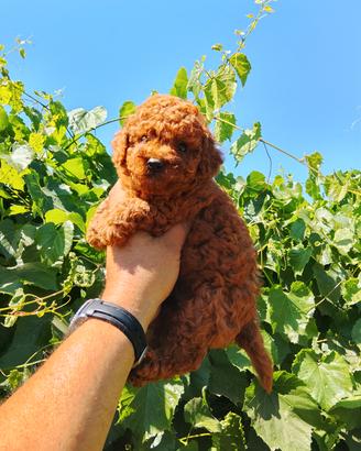 Cuccioli di barboncino Toy Red 