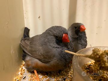 Diamante olandese Charcol grigio