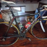 Focus Cayo bici