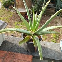Aloe vera