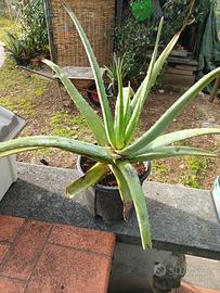 Aloe vera