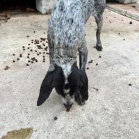 Bracca pointer