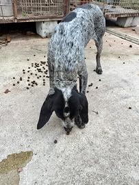 Bracca pointer