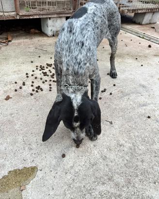 Bracca pointer