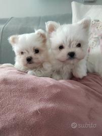 Cuccioli maltese