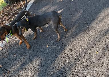 Cuccioli segugio maremmano